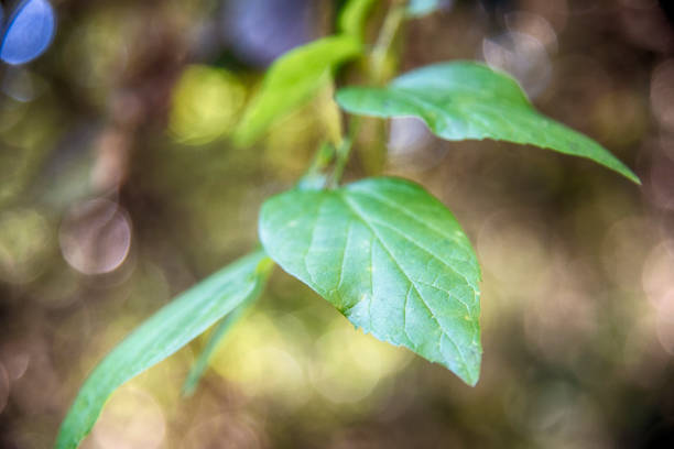 Close-up of the end of a leafy branch showing the detail of the leaf.