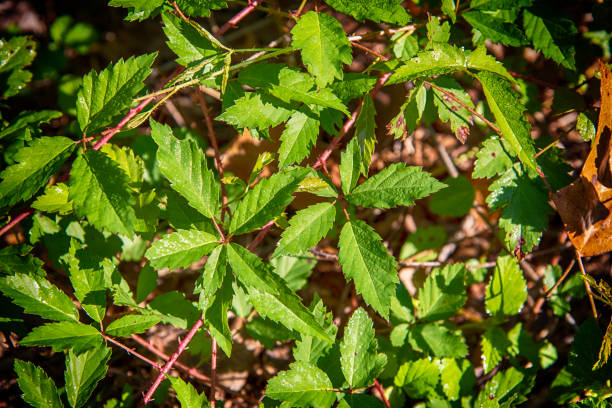 Vine Covered Forest Floor Leaves on vines covering the ground of a forest within the city of Houston, Texas. grapevine texas city stock pictures, royalty-free photos & images