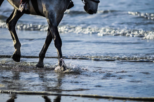 istock two horse riders on the beach under a beautiful sunset 1185450768