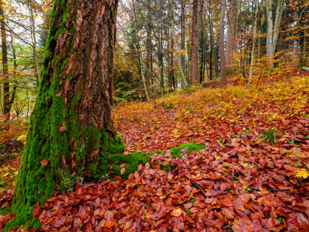 Reflection of autumn foliage in the mountains of Trentino Alto Adige