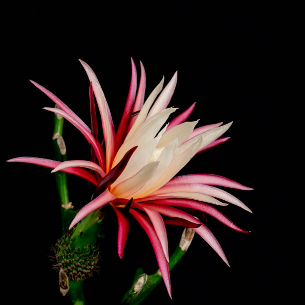 Close up of curly Sue Cactus (Epiphyllum Guatemalense Monstrose)