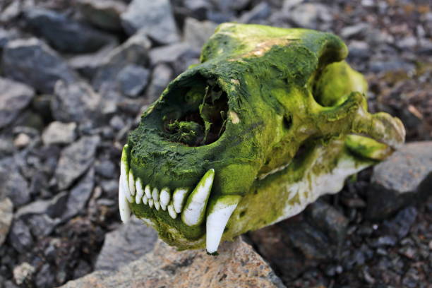 istock Skull of polar bear 1185452672