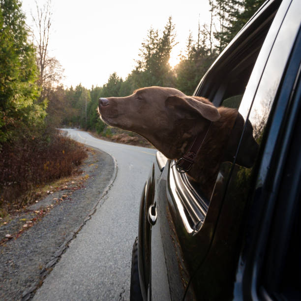 istock Dog enjoying the open road 1185454810