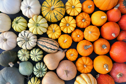Colorful pumpkins and squashes collection. Beautiful color gradient composition. Autumn background.