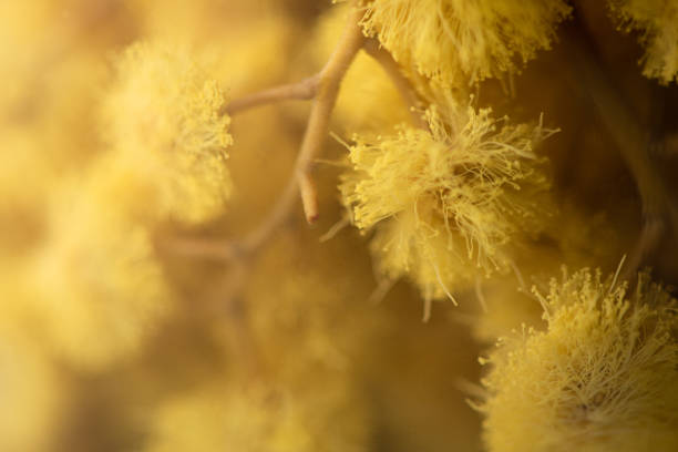 Still life: texture - mimosa flower close-up, Acacia Dealbata