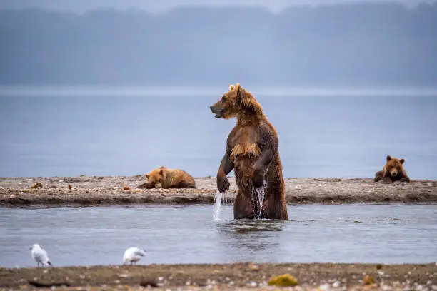 A large female Kamchatka brown bear (Ursus arctos beringianus) fishing salmons in the water of Kurile Lake, Kamchatka, Russia. In the background her cubs are waiting.