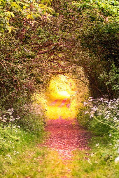 istock Mysterious, colorful tree tunnel in the woods 1185457158