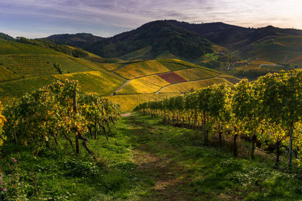vineyard during sunset at golden hour Durbach Germany golden hour wine stock pictures, royalty-free photos & images