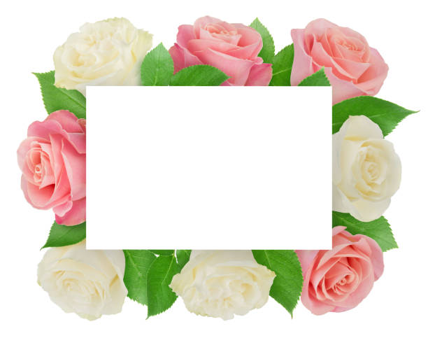 istock Square frame made of pink and white roses with copyspase inside isolated on a white background with clipping path. 1185457543