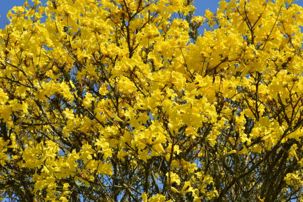 istock Beautiful yellow Ipe flower 1185458279