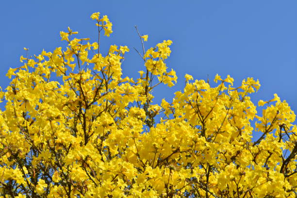 Beautiful yellow Ipe flower stock photo