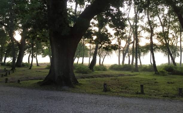 istock horses grazing in the mist in newforest great brittain 1185458981