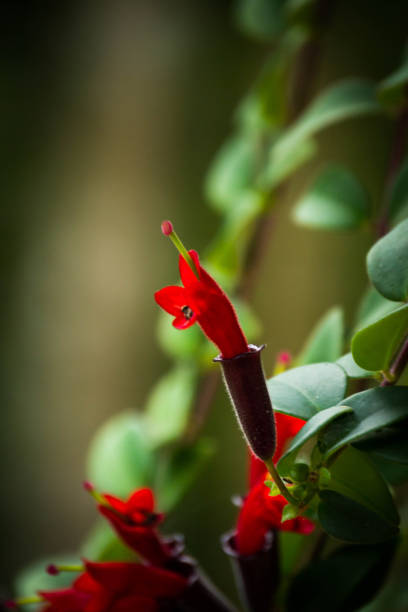 istock Beautiful cute red flower with blurry background, Orchid, 