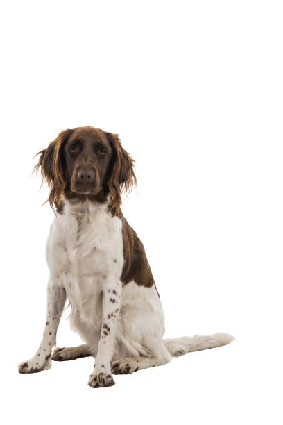 cão pequeno fêmea do munsterlander, heidewachtel, isolado em um fundo branco - small munsterlander - fotografias e filmes do acervo