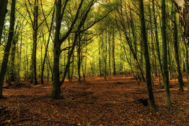 istock Kaltenhofer Moor in Schleswig-Holstein in Germany 1185460109