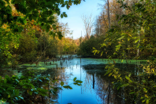 kaltenhofer moor in schleswig-holstein in germany - bog imagens e fotografias de stock