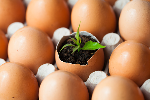 small plant in potting soil in an eggshell