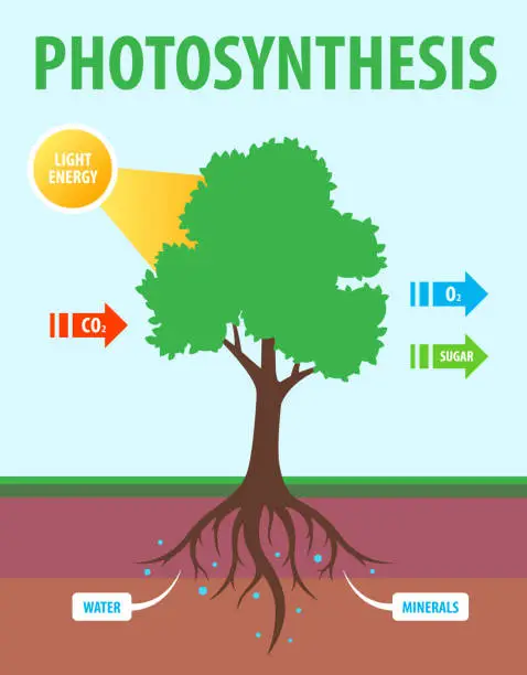 Vector illustration of scheme of photosynthesis of a tree