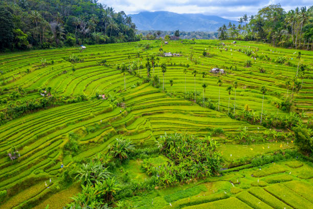 istock Aerial view of Terraced rice fields Bali, Indonesia. 1185460568