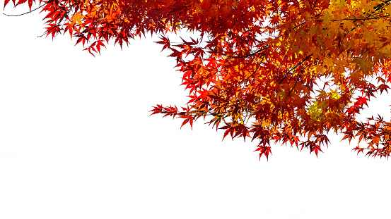 Autumn maple tree. Close up.