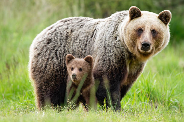 istock A caring she-bear protecting her little cub from danger 1185461839
