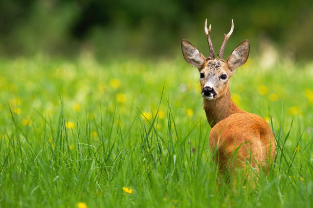 fanfarrão dos cervos das ovas que olham atrás em um prado verde com flores amarelas no verão. - corço - fotografias e filmes do acervo