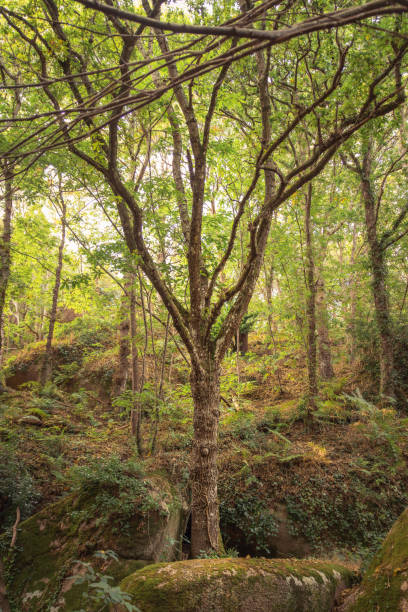 istock Magestic tree in a forest in Bretagne 1185462927