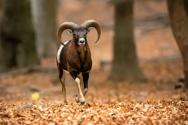 Mouflon, ovis musimon, ram with horns running through forest in autumn with orange leaves on the ground. Wild mammal approaching fast.