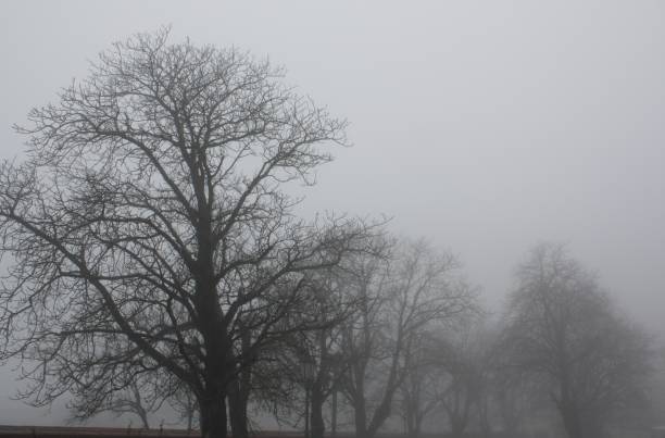 istock Mist and trees in Bratislava 1185463104