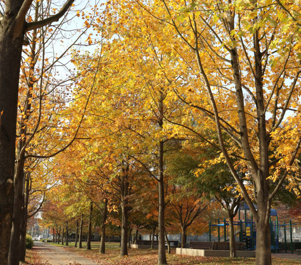 istock Autumn Foliage in David Lam Park, Vancouver, Canada 1185463151