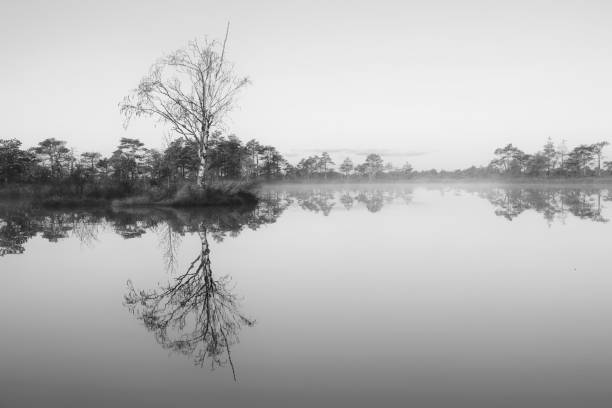 istock beautiful morning in the swamp 1185463776