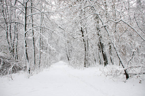 istock Winter trees covered in white fluffy snow 1185463788