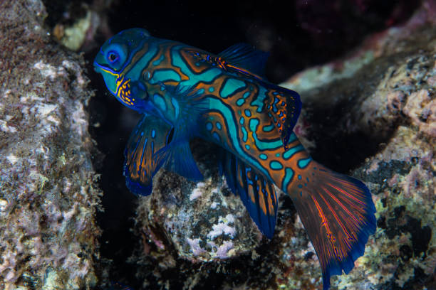 istock Mandarinfish at Night in Indonesia 1185464050