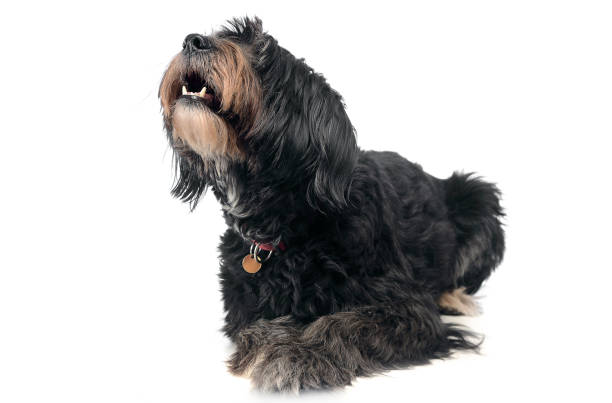 istock wired hair mixedbreed dog in a white background 1185464984