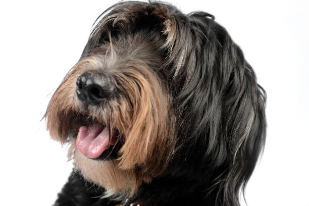 istock mixedbreed dog in a white background 1185465006