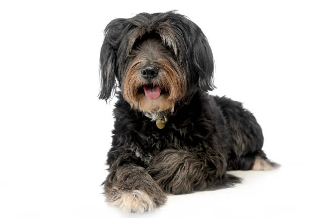 istock wired hair mutt dog looking into a camera in studio 1185465049