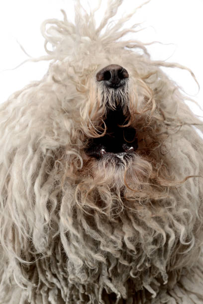 istock white hungarian puli barking in the studio 1185465078