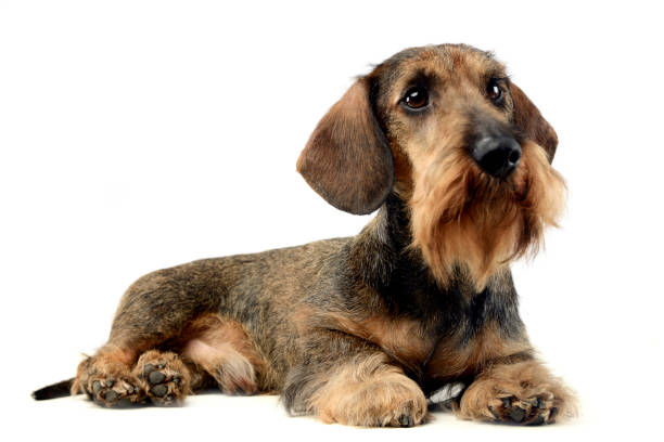 istock Dachshund lyng on the white ground  studio 1185465179
