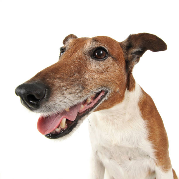 istock Jack Russell Terrier wild angle portrait in white studio 1185465222