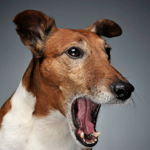 istock Jack Russell Terrier yawn in a dark studio 1185465300