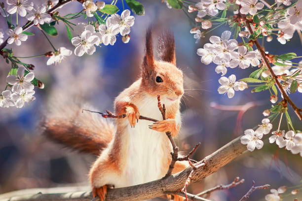 A grey squirrel perches on a tree branch, its bushy tail curled around it, while it surveys the surroundings with alert eyes