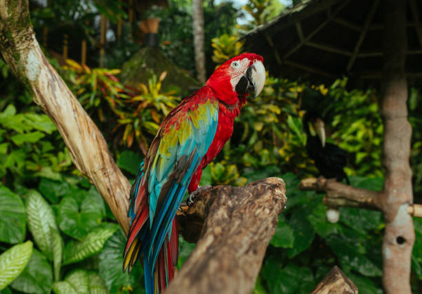 istock Red Blue Macaw Parrot sitting on a branch in a tropical park 1185466529