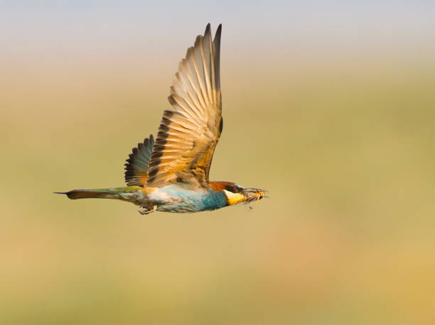 istock European Bee_eater 1185466884