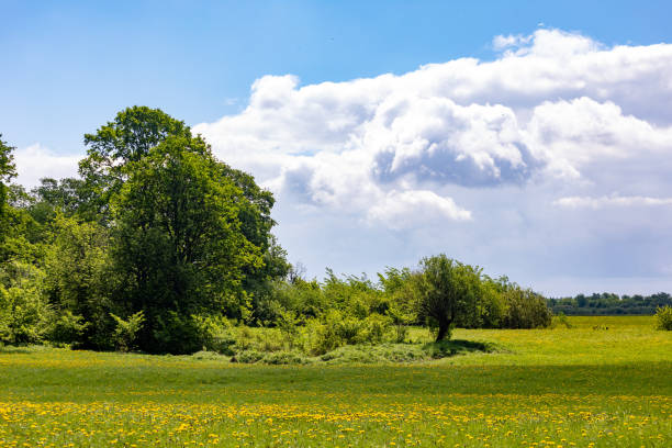 istock Beautiful summer landscape on a sunny day 1185467049