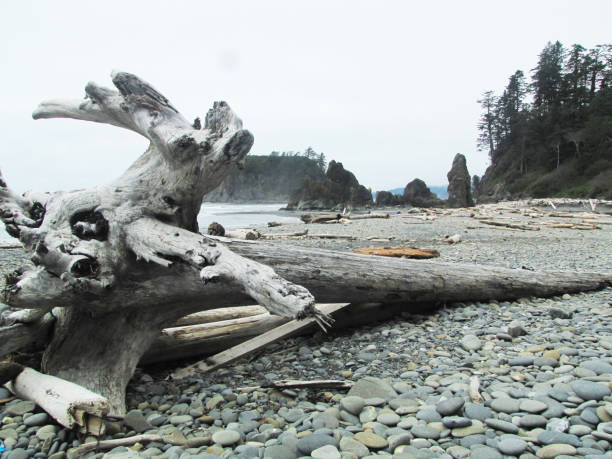 istock Wild coast of California 1185467340