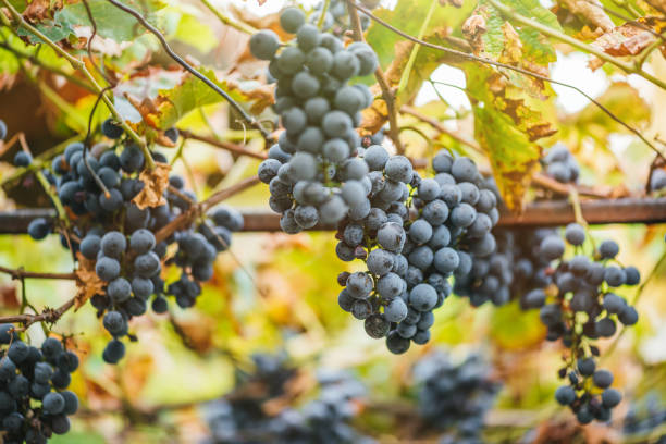 istock Vineyards at sunset in autumn harvest. Ripe grapes in fall. 1185467413