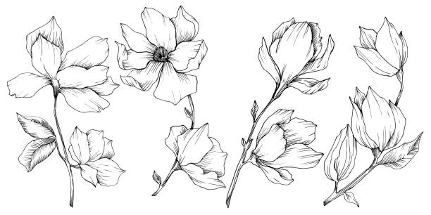 vektor magnolia blumen botanische blumen. schwarz und weiß graviert tinte kunst. isoliertes magnolien-illustrationselement. - magnolien stock-grafiken, -clipart, -cartoons und -symbole