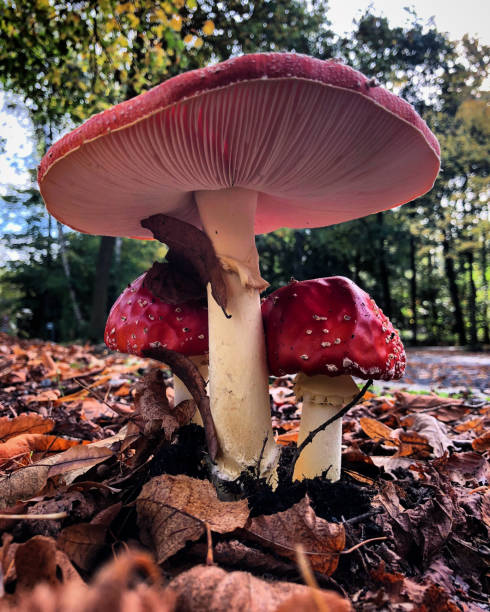 istock Mushrooms in the forest during a beautiful autumn day 1185468287