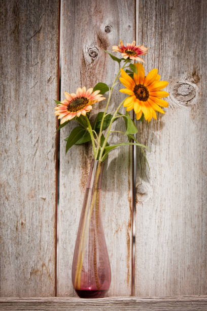 Multi colored sunflowers in vase stock photo