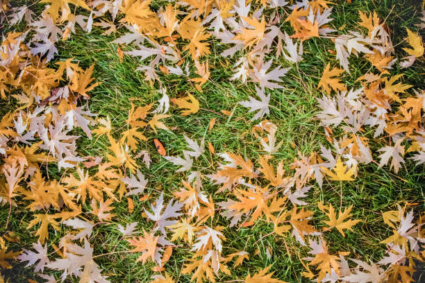 golden leaves on grass stock photo